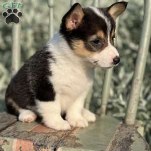 Francine, Pembroke Welsh Corgi Puppy